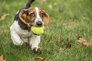 Maple Valley, Washington State, USA. Three month old Basset puppy proudly carrying