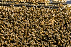 Worker Prints: Maple Valley, Washington State, USA. Frames full of worker bees storing honey