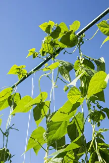 Growing Prints: Maple Valley, Washington State, USA