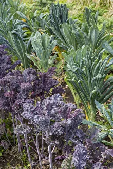 Images Dated 17th January 2022: Maple Valley, Washington State, USA. Redbor and Dinosaur kale growing in a garden