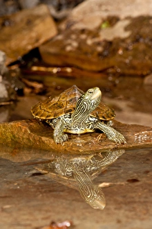 Images Dated 18th July 2009: MapTurtle, Graptemys geographica, Native to Northeastern US