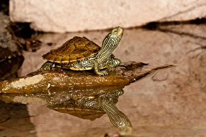Testudines Prints: MapTurtle, Graptemys geographica, Native to Northeastern US