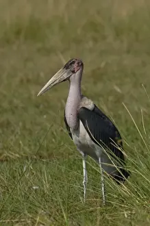 Images Dated 17th October 2005: Marabou stork (Leptoptilos crumeniferus) Okavango Delta, BOTSWANA Southern Africa