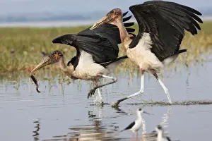 Rift Valley Prints: Marabou Storks (Leptoptilos crumeniferus) at the fish market in Awasa. As synanthrope