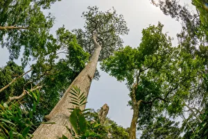 Images Dated 26th August 2014: Marantaceae forest interior. Odzala-Kokoua National Park