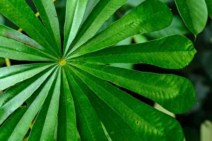 Rainforest Prints: Marantaceae forest vegetation. Odzala-Kokoua National Park. Cuvette-Ouest Region