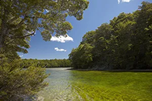 Beech Prints: Mararoa River, below South Mavora Lake, Southland, South Island, New Zealand