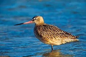 Images Dated 10th March 2006: Marbeled Godwit (Limosa fedoa). USA, Florida