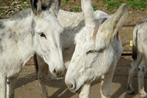 Burro Prints: Marbella, Spain