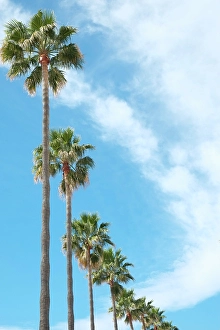 Images Dated 8th March 2024: Marbella, Spain. Palm trees and clouds