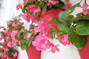 Geranium Prints: Marbella, Spain. Pink potted geraniums