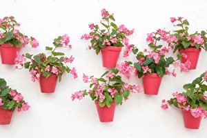 Geranium Prints: Marbella, Spain. Pink potted geraniums