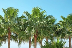 Images Dated 8th March 2024: Marbella, Spain. Tropical palm trees