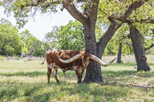 Images Dated 17th June 2021: Marble Falls, Texas, USA. Longhorn cattle in the Texas Hill Country