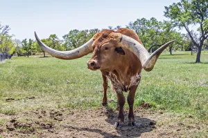 Marble Falls, Texas, USA. Longhorn cattle in the Texas Hill Country