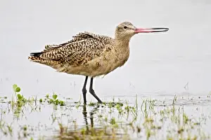 Rockport Prints: Marbled Godwit (Limosa fedoa) adult feeding in salt marsh on the Texas coast, Gulf