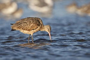 Images Dated 14th October 2009: Marbled Godwit (Limosa fedoa) feeding in Laguna Madre, Texas