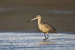 Images Dated 14th October 2009: Marbled Godwit (Limosa fedoa) feeding in Laguna Madre, Texas