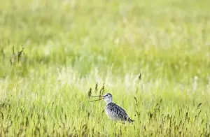 Augusta Prints: Marbled godwit in prairie grasslands in the Sun River Wildlife Management Area near Augusta