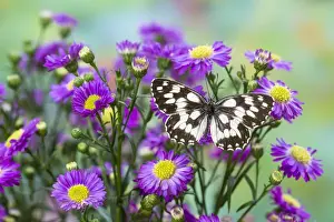 Spots Prints: The marbled white butterfly, Melanargia galathea from Europe