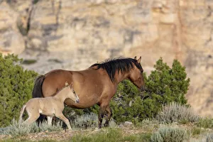 Mustang Prints: Mare with newborn foal in the Bighorn National Recreation Area, Montana, USA