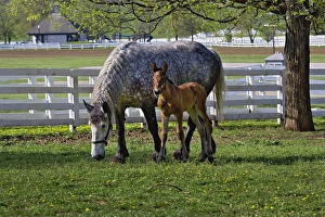 Images Dated 17th April 2005: Mare and young colt in paddock, Kentucky Horse Park, Lexington, Kentucky