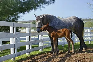 Images Dated 17th April 2005: Mare and young colt in paddock, Kentucky Horse Park, Lexington, Kentucky