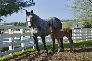 Images Dated 17th April 2005: Mare and young colt in paddock, Kentucky Horse Park, Lexington, Kentucky