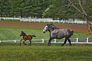 Images Dated 17th April 2005: Mare and young colt running in paddock, Kentucky Horse Park, Lexington, Kentucky
