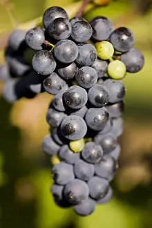 Ripe Prints: Marechal Foch grapes at the vineyard at Jewell Towne Vineyards in South Hampton