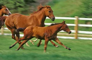 Mares and Colt run in pasture in Montana