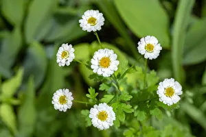 Stem Prints: Marguerite daisy, USA