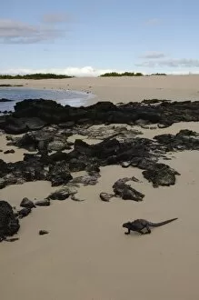 Images Dated 25th July 2007: Marine Iguana (Amblyrhynchus cristatus) Bachas Beach. North Santa Cruz Island, Galapagos