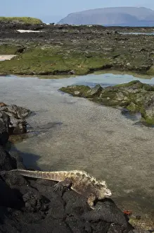 Images Dated 12th December 2008: Marine Iguana (Amblyrhynchus cristatus) Base of Wolf Volcano, Isabela Islalnd