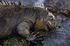 Gregarious Prints: Marine Iguana (Amblyrhynchus cristatus) feeding on sea lettuce (Alva sp. )