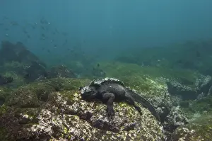 Images Dated 9th September 2008: Marine Iguana (Amblyrhynchus cristatus) feeding underwater Cabo Douglas, Fernandina Island