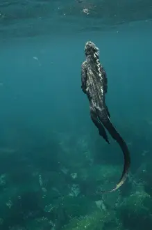 Images Dated 9th September 2008: Marine Iguana (Amblyrhynchus cristatus) feeding underwater Cabo Douglas, Fernandina Island