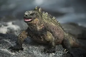 Images Dated 11th December 2014: Marine Iguana (Amblyrhynchus cristatus) Fernandina Island GALAPAGOS ISLANDS
