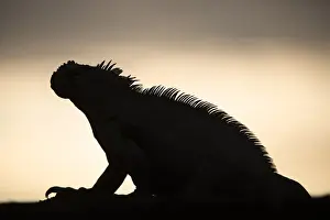 Images Dated 11th December 2014: Marine Iguana (Amblyrhynchus cristatus) GALAPAGOS ISLANDS ECUADOR