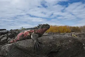 Images Dated 19th December 2014: Marine Iguana (Amblyrhynchus cristatus) GALAPAGOS ISLANDS ECUADOR