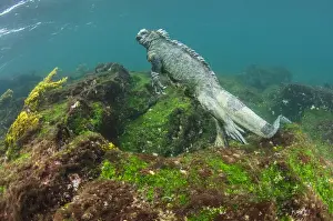 Images Dated 10th December 2014: Marine Iguana (Amblyrhynchus cristatus) underwater Fernandina Island