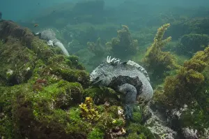 Marine Iguana (Amblyrhynchus cristatus) underwater Fernandina Island
