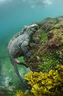Images Dated 10th December 2014: Marine Iguana (Amblyrhynchus cristatus) underwater Fernandina Island