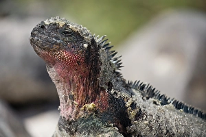 Images Dated 5th November 2024: Marine iguana enjoys the sun by sitting on a rock. Galapagos Islands, Ecuador
