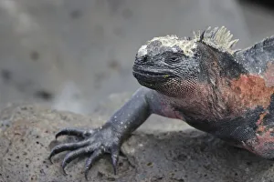 South America Prints: Marine iguana, Espanola Island, Galapagos Islands, Ecuador