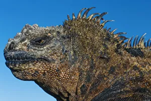 Animals Prints: Marine Iguana, Galapagos Islands, Ecuador