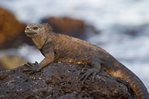 Kristin Piljay Prints: Marine Iguana, Santa Cruz Island, Galapagos, Ecuador