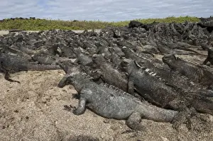 Images Dated 9th September 2008: Marine Iguanas (Amblyrhynchus cristatus) Cabo Douglas, Fernandina Island, GALAPAGOS