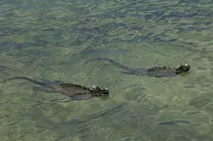 Images Dated 10th September 2008: Marine Iguanas (Amblyrhynchus cristatus) Fernandina Island, GALAPAGOS ISLANDS