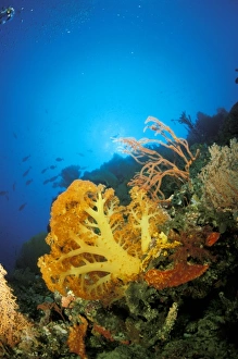 Diver Prints: Marine life
